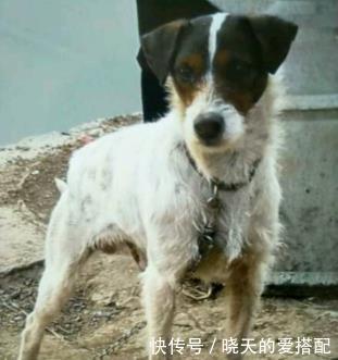 成就|百年前,英国人自认聪明,用英国土狗换瓷器,却成就一代中华名犬