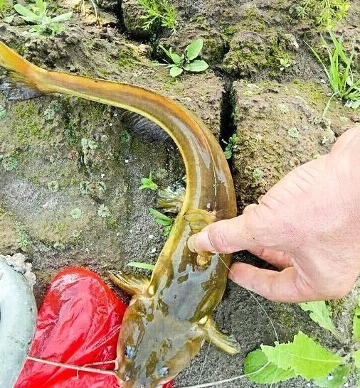 酷似|农村一种“飞鱼”,酷似黄辣丁,藏在石头缝里,吃过的都说太奢侈