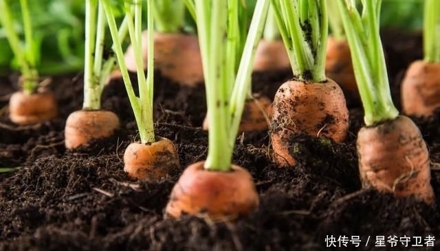 还要|在家种个菜都这么美,还要什么花园?