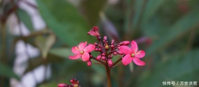 排行榜|十二星座女颜值排行榜,双鱼很可爱,第一名当之无愧