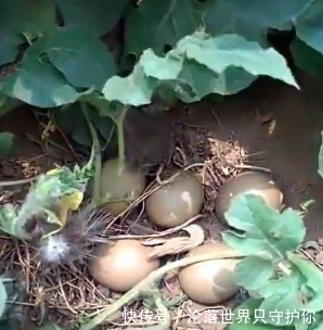 西瓜|西瓜地里全是好东西,小伙捡个不停,你们知道是什么吗?