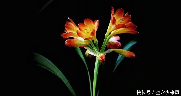 让生肖蛇|九月中旬,财运来袭,好运紧随,生活烦恼解除的四大生肖