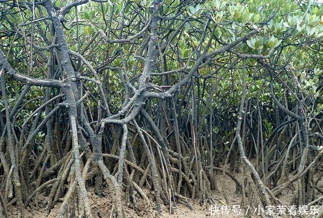 动物|提姆那灰鹦鹉在红树林里不受保护,随意捕捉,小孩养着玩