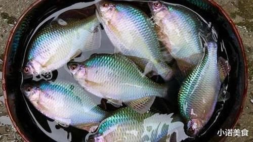 种鱼|我国公认“最难吃”的6种鱼,如果你全部吃过,我敬你是条汉子