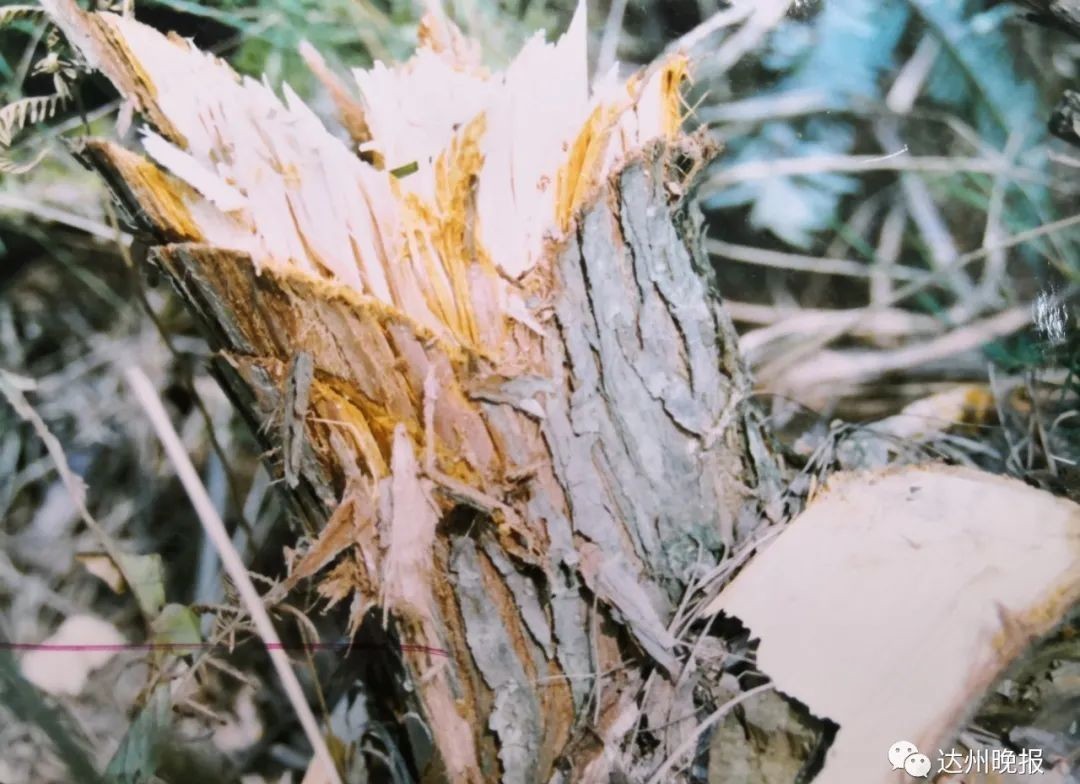 落网|15年前，66岁老妇上山砍柴被杀害，近日凶手落网