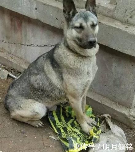 狗贩子|400元从狗贩子手里买来“土狗”,朋友看到最后说我赚大了