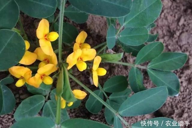 花生高产|花生控旺能增产,单用磷酸二氢钾就够了吗?硼钼搭配增产有保障