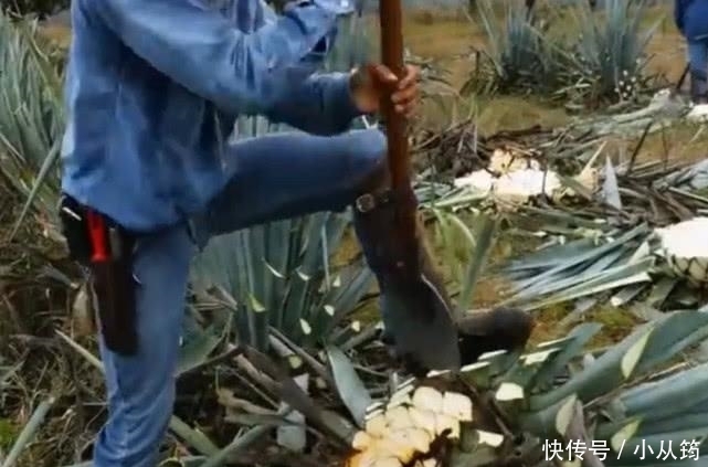 齐名|与“茅台”齐名的龙舌兰酒,为何卖得那么贵,让农场主告诉你答案