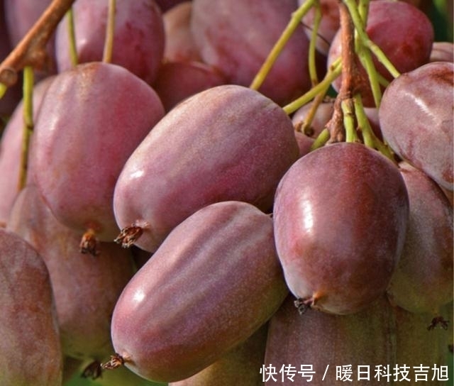 中国|中国最“甜”的水果, 比红枣还甜, 插土就活, 种2棵年年结果吃不完