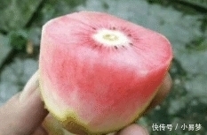 没人要|南方这“水果”甜过甘蔗,卖1元一斤没人要,北方卖60元不嫌贵!