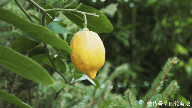 装饰|在阿加莎的剧本里成长,上海夫妻用“凶器”道具装饰家