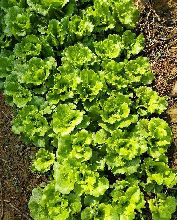  长满|阳台弄个泡沫箱，撒把菜种子，一周长满青菜