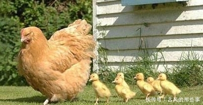 吃鸡|中国每年吃70亿只鸡,光那个地区就占了七分之一,鸡妈妈都快哭了