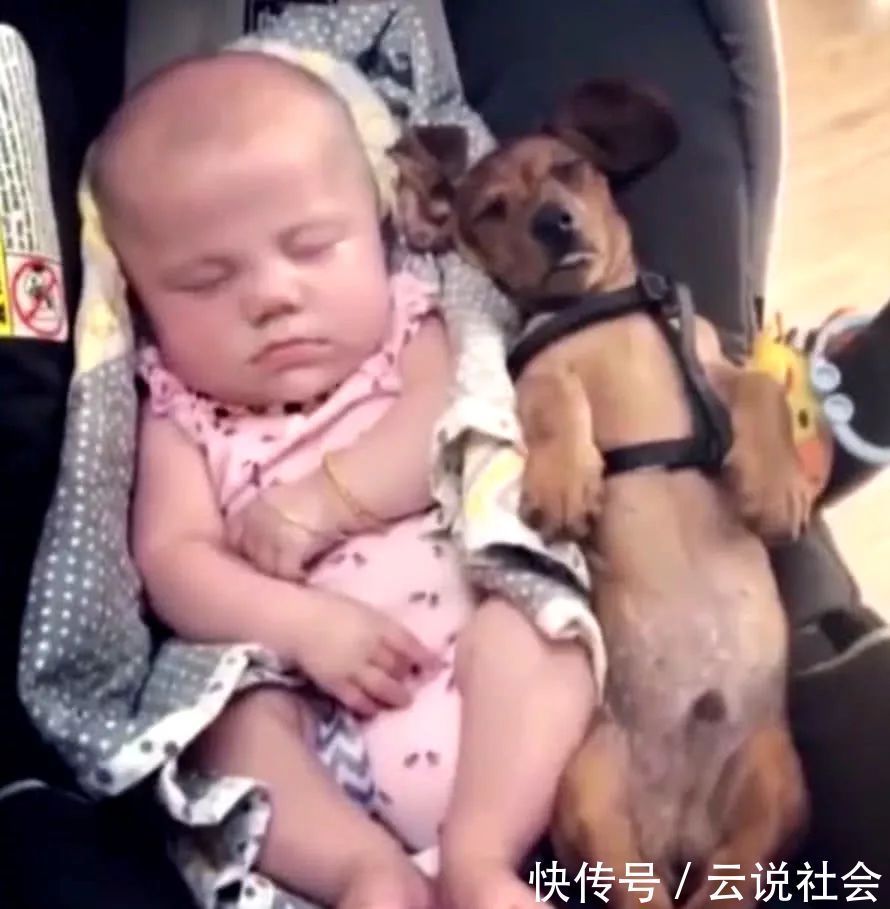 狗狗|狗狗和小宝宝一同睡觉，主人不放心去查看，瞬间被这睡姿笑翻