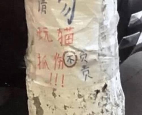 女孩|猫咪“遭虐待”被拴在树下，女孩上前解救，看到纸条默默离开了