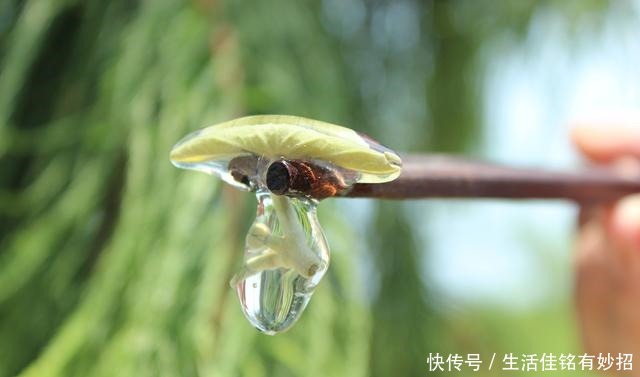 仙女|像江南小仙女一样鲜灵灵的水八仙,在秋天发出邀请函