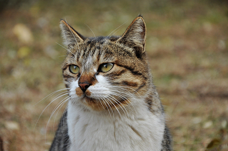 野猫|濒临灭绝物种 · 小型猫科动物 —— 野猫