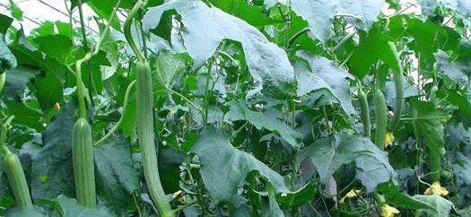  止咳|吃丝瓜能抗癌止咳，但效果最好的地方都被扔了，后悔现在才知道