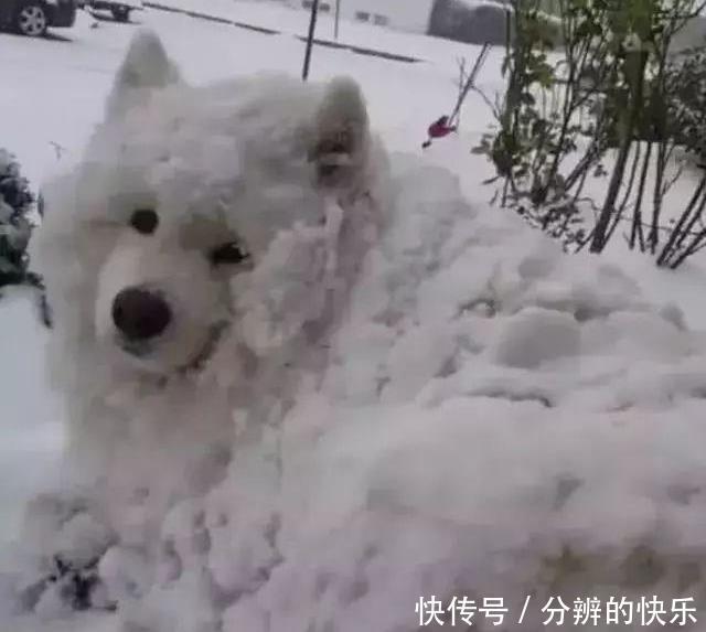 哈士奇|主人被萨摩耶气到,下雪天把它关在门外后,它的反应让主人崩溃了