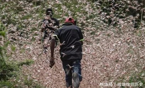 最为|蝗虫已抵达中国边境,席卷中国的几率有大多这条路最为危险