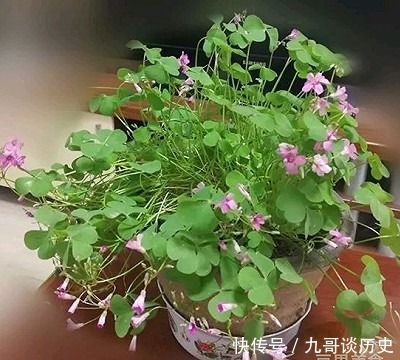 面包|幸运星四叶草面包