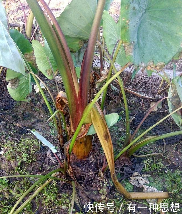 霉苋菜杆子|宁波的3大“臭菜”,只要吃过1种,我就真心敬你是条汉子