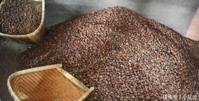 茶果|这种“油果子”,烂在地上的也有人要,碾压打磨,成品上百元一斤