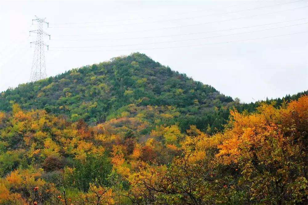 主食|曾是人类的主要食物,小时候一捡一大堆,如今满地都是没人要