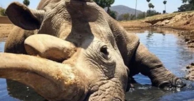 特种兵|全球独一只,24小时被特种兵持枪保护,如今怎么样了?