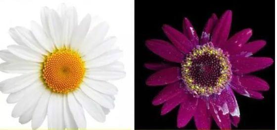 给出|狗为什么能看到人类看不到的东西科学家给出了解释