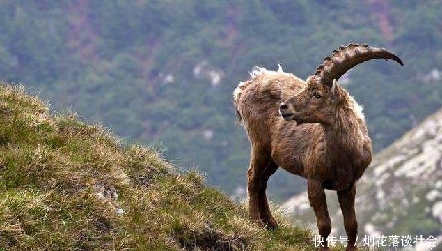 结局|全球唯一通过克隆实现复活的灭绝生物,最后结局怎么样了