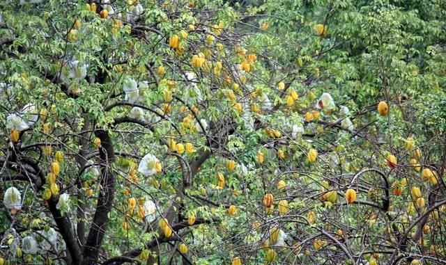 走俏|与杨梅一字之差的南方水果,耐运输,才3元一斤,为何无法走俏?