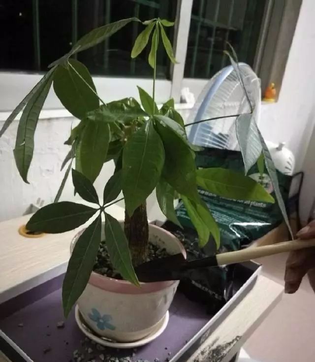 发光|给发财树喷一点小玩意,叶子翠绿发光,新芽新枝条蹭蹭冒!