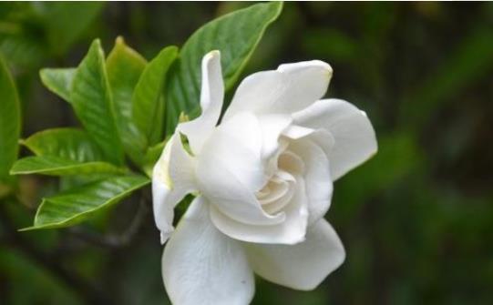  花色|此花花色玉洁无暇，盛开时散发着沁人心脾的芳香，令人心旷神怡