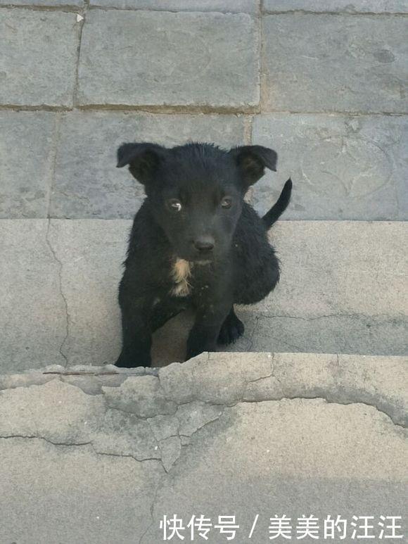 女孩|流浪狗眼巴巴的盯着女孩要吃的,邻居看到后:小土狗太掉价