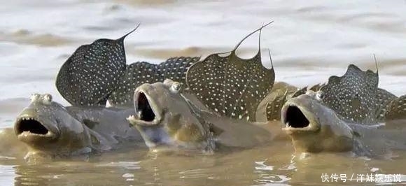 海鲜|海鲜大全, 你能认出多少