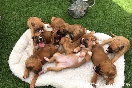 狗贼|两个小女孩识破偷狗贼暗号，成功阻止偷狗贼作案