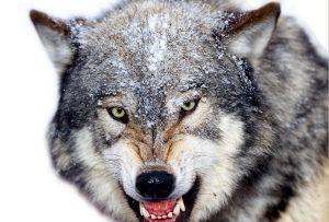 动物|狼究竟是什么动物?