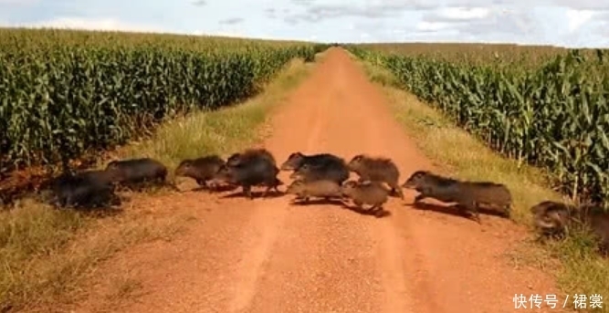 男子|男子农村散步，经过苞米地看到黑影，发现不对男子落荒而逃