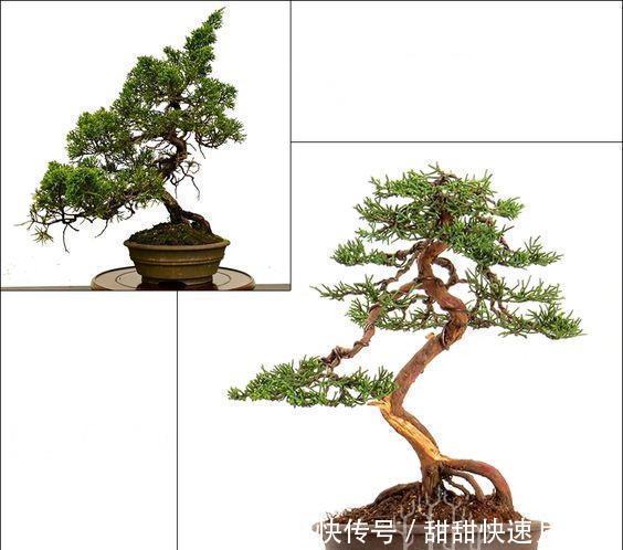  枝片|爱木盆景I 蟠扎一下至少增值10倍，你能学到什么蟠扎处理技巧！