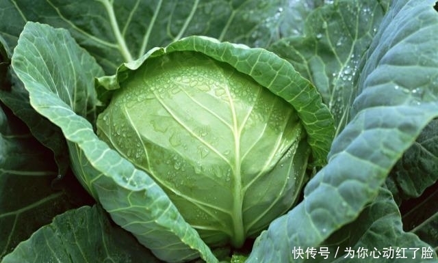 南方人|南方人说: 北方的食物, 是世界上最大的骗子! ?