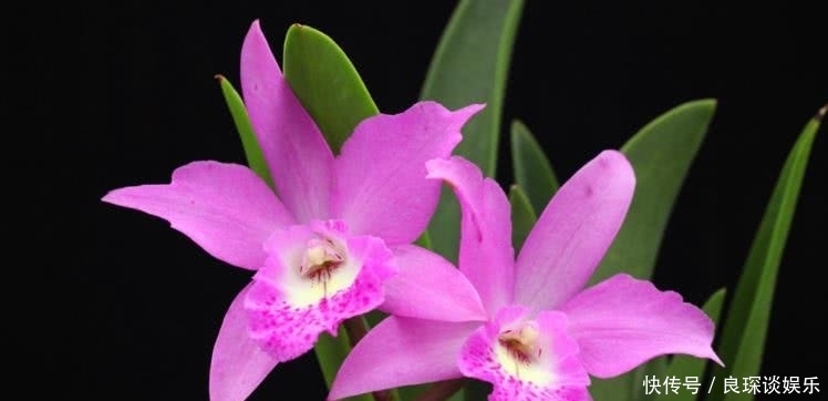  生肖|8月开始贵人辅佐，运势上涨，富贵不倒的四大属相