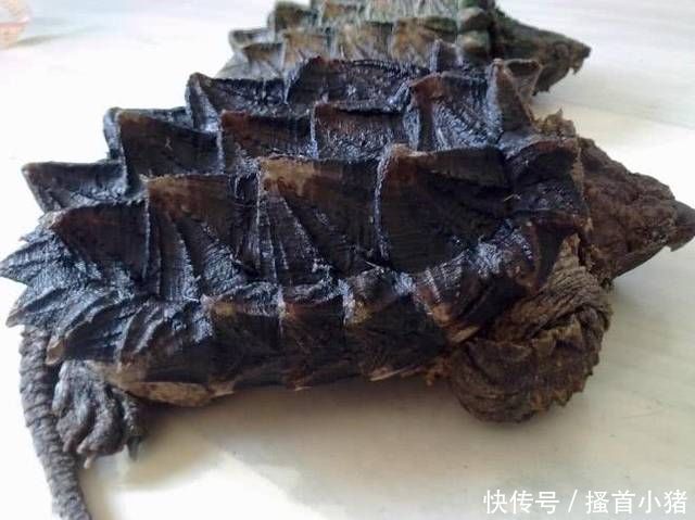 依然|5种咬合力高的远古动物,第3种依然存活,多被饲养