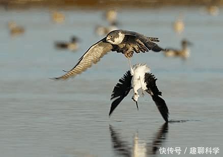 猛禽|猛禽中的最强战斗机,没有之一,俯冲时速达300千米超过飞机