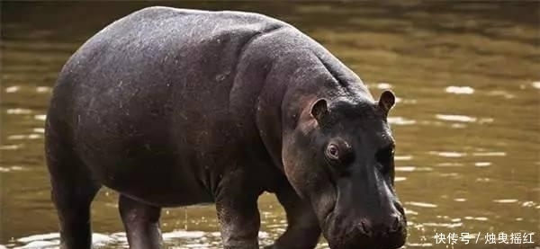 惊讶|盘点19个杀人最多的动物排行榜, 第一位令人惊讶!