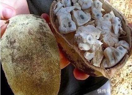 水果|非洲人最喜欢的“水果”,吃一个顶一天,种一棵能养活一家人