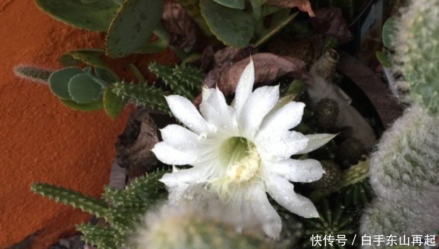 生肖|十月上旬开始,财神进家门,好运多多,喜事成双的生肖