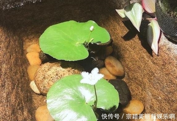  夏季|夏季在家盆栽植物担心养不好？不如选这3款，天热照样好养活