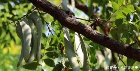 我国|原产自我国,果实在古代是贡品,儿时用它煮糖水喝,如今100元1斤