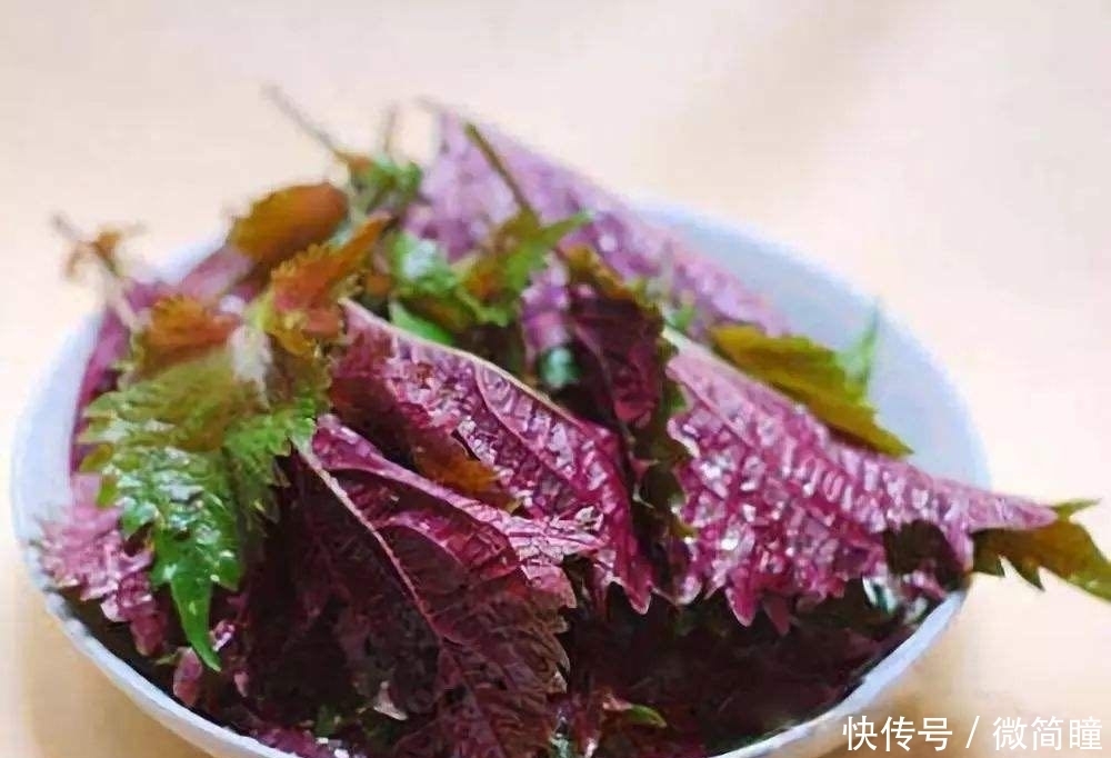 几片紫色|紫苏是什么?